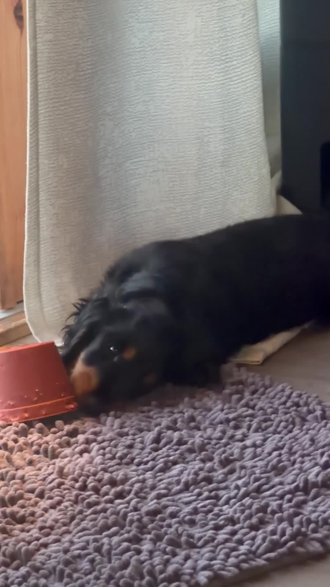 Cocker Spaniel dogs for sale: Last remaining Stunning KC show Cocker  - Video 2