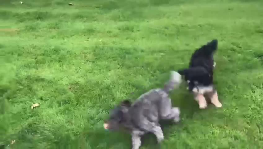 Bichon Frise dogs for adoption: 💙🐶 BERTIE 🐶💙 - Video 1