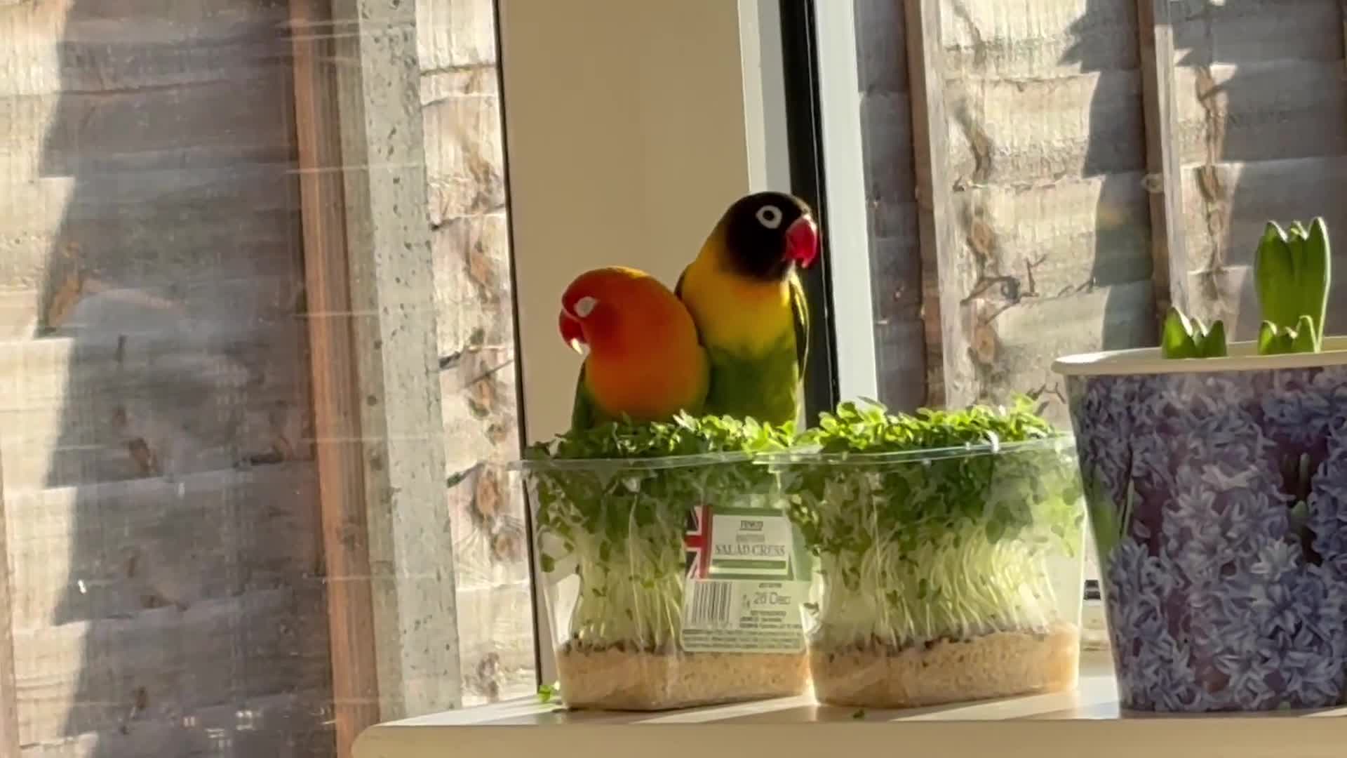 Lovebirds birds for sale: Pair of lovebirds  in Uxbridge - Video 1