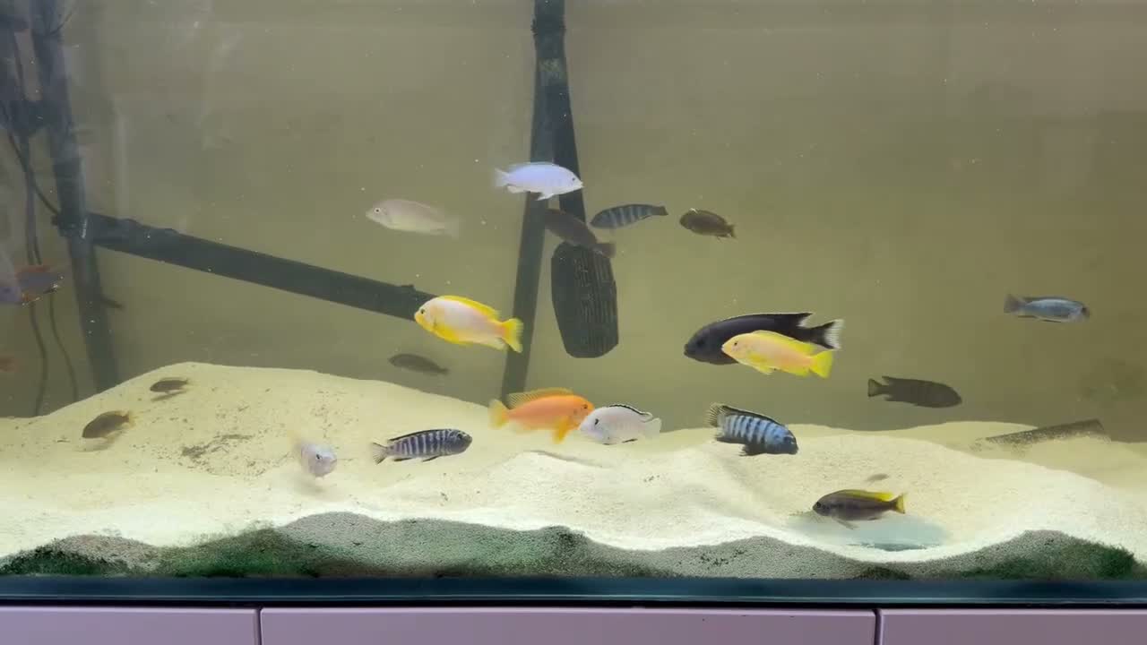 Cichlids fish for sale: Mbunas for sale in Glastonbury - Video 1