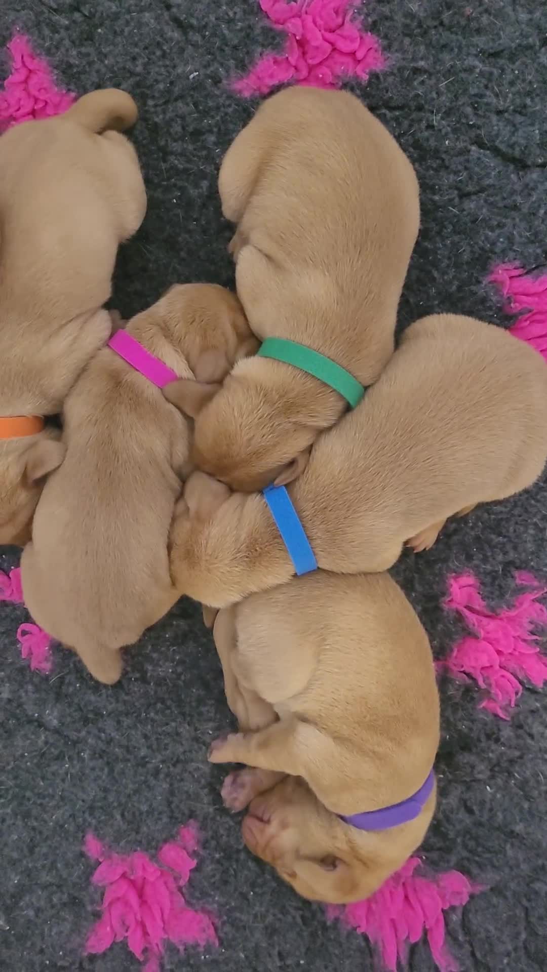 Hungarian Vizsla dogs for sale: Exceptional Hungarian Vizsla Puppies for Sale - Video 1