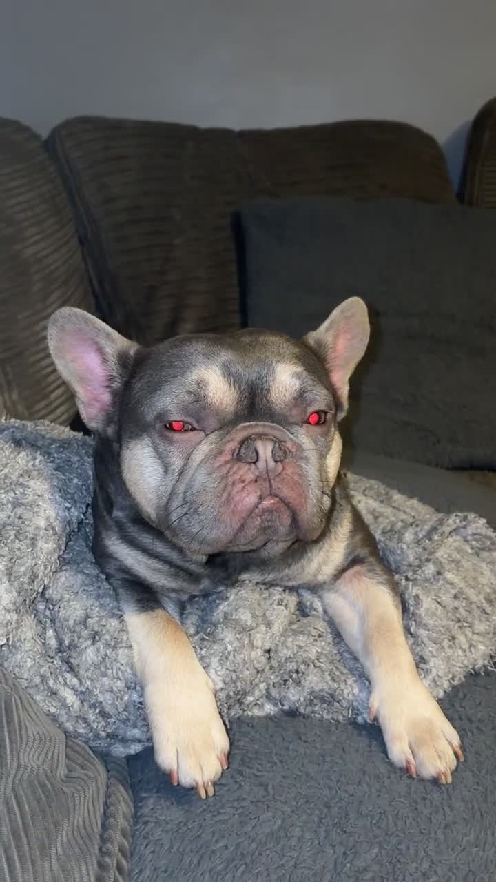French Bulldog dogs for sale: Male French bulldog  - Video 1