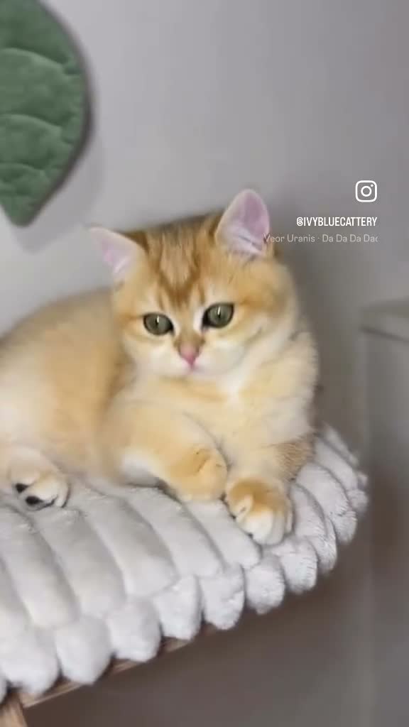 British Shorthair cats for sale: LAST Vet bred Teddybear Lap cat GCCF - Video 1