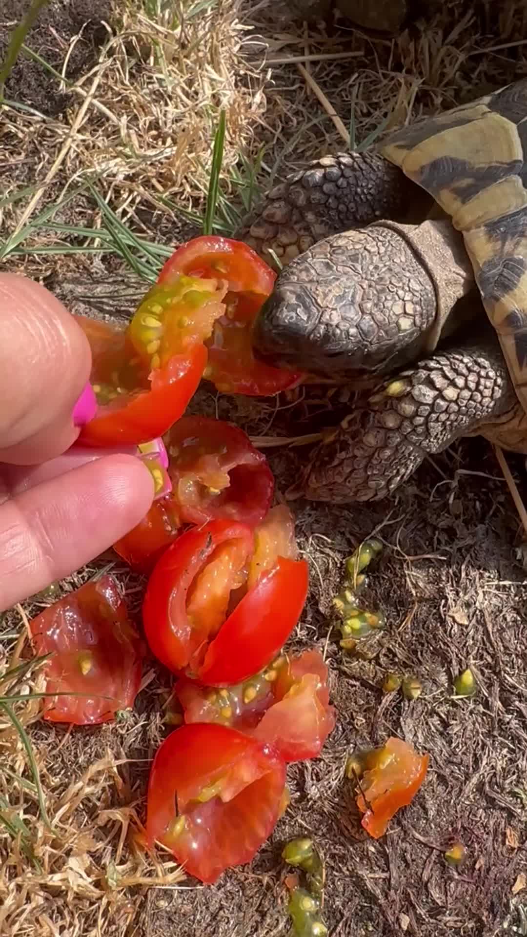 Tortoise reptiles for sale: Male Herman 10 years old Rio - Video 2