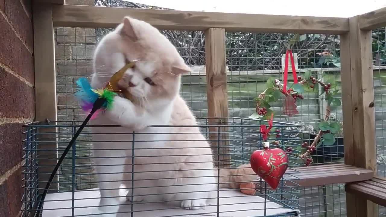 British Shorthair cats for stud: GCCF/TICA proven cream and white bicolour stud  in London - Video 2