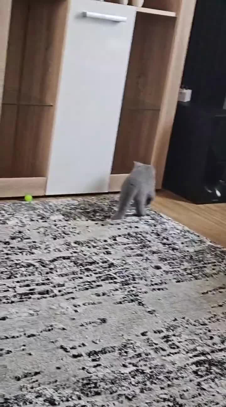British Shorthair cats for sale: 1 Female Pure British Shorthair Kitten - Video 1
