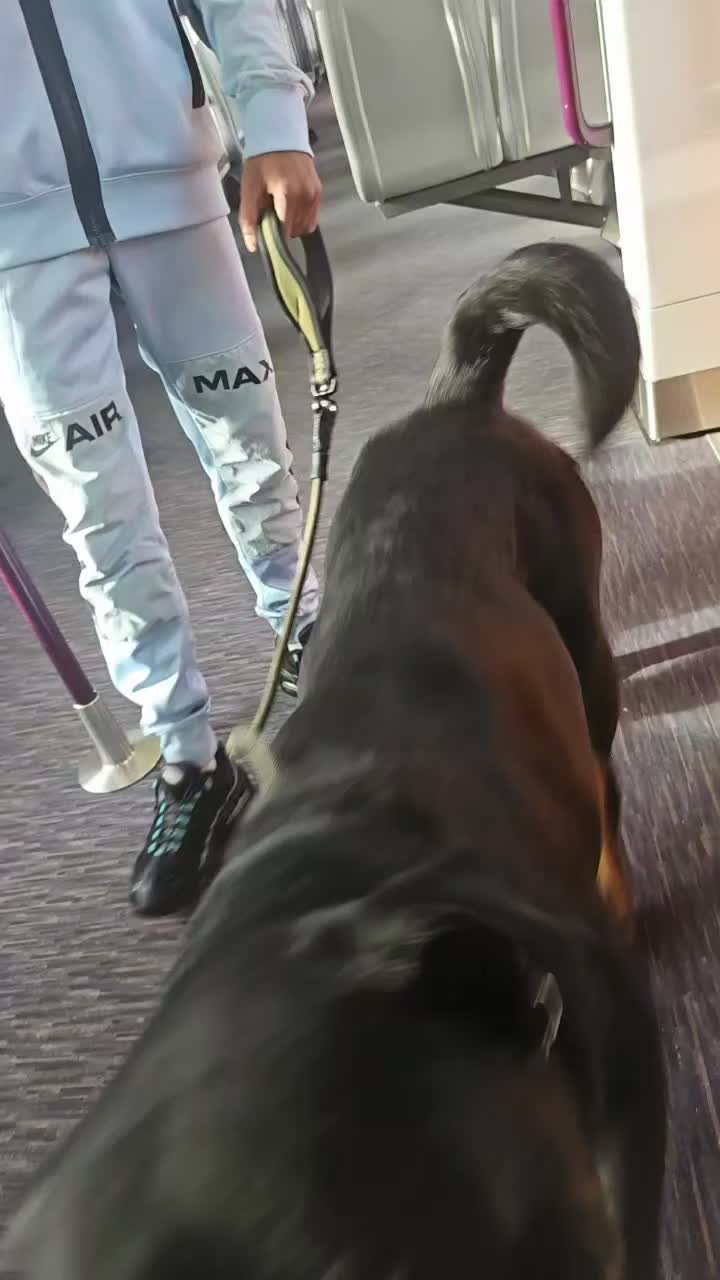 Rottweiler dogs for sale: Thito  in Rugeley - Video 1