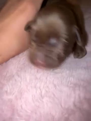 Mixed Breed dogs for sale: Shar Pei cross breed X Labrador Puppies  - Video 3