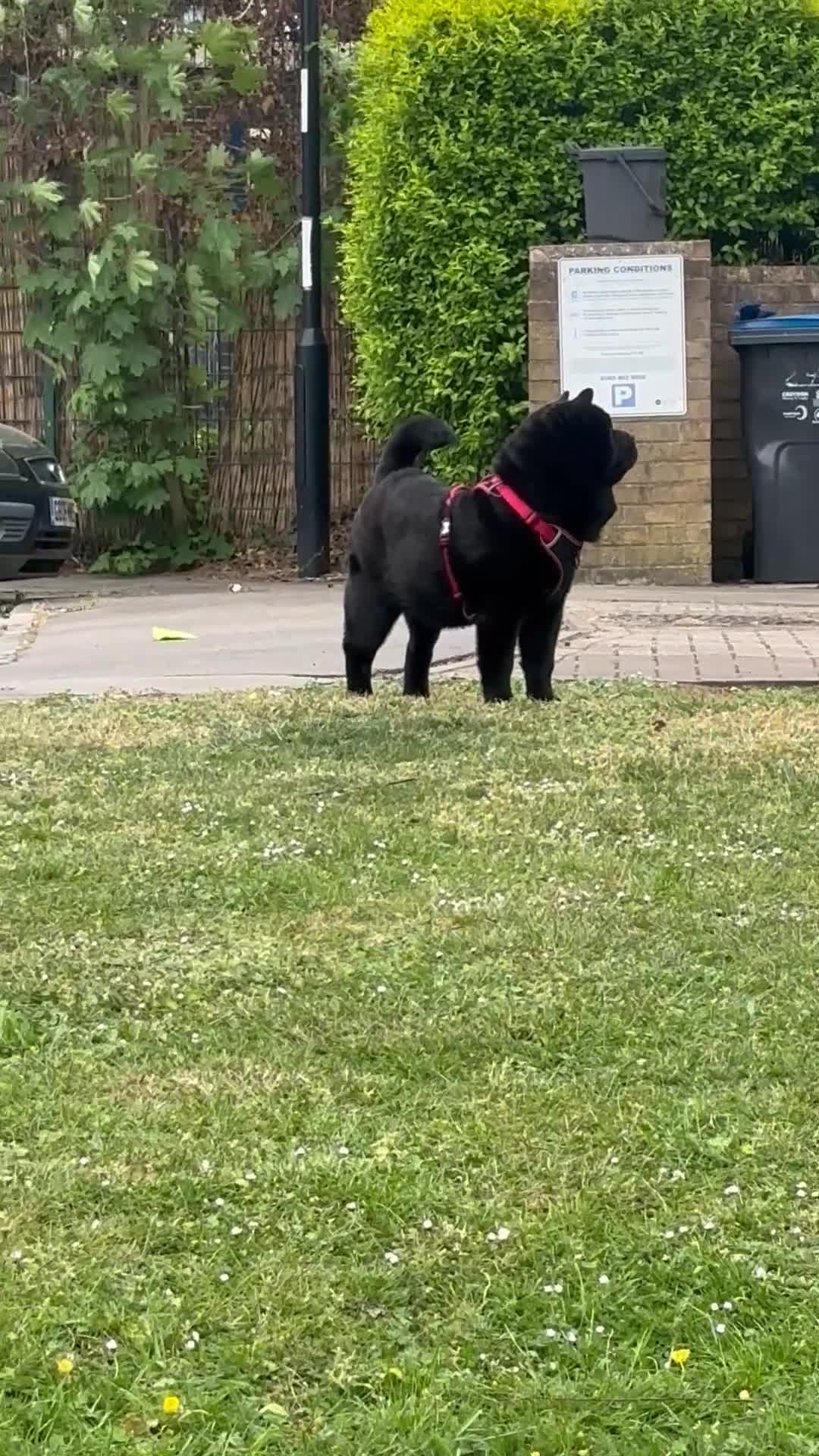 Chow Chow dogs for sale: 8 month old male smooth coat chow chow  - Video 1