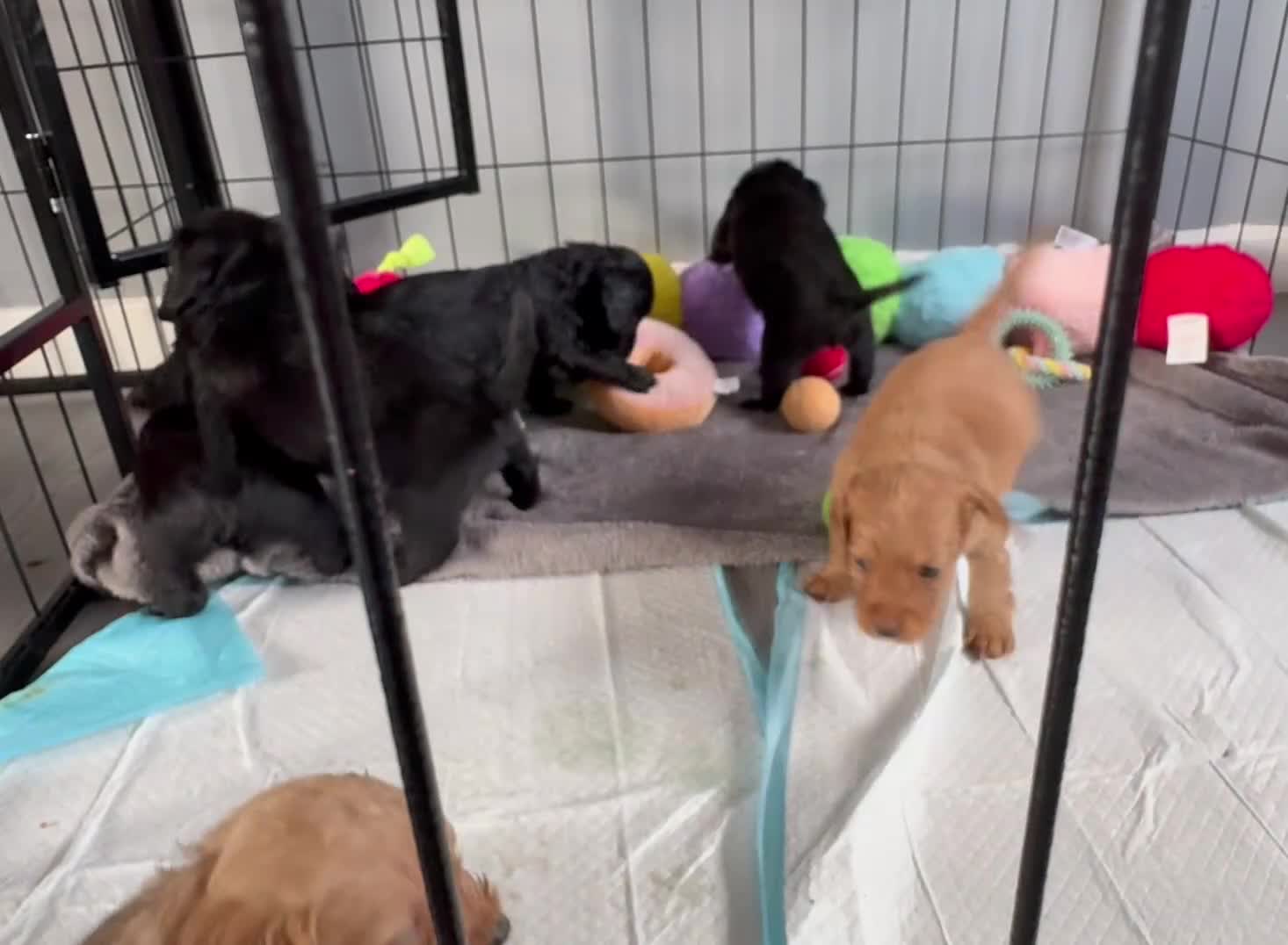 Cockapoo dogs for sale: F1B Cockapoo Puppies 💜🩵 - Video 2