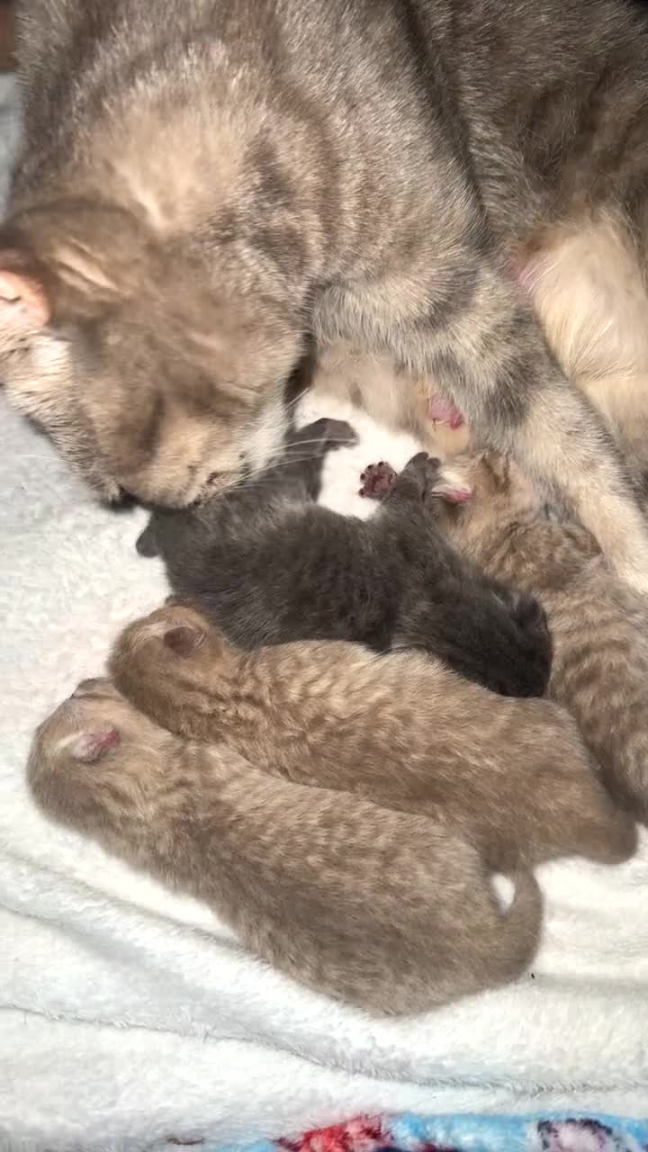 British Shorthair cats for sale: Bsh kittens  in Sheffield - Video 1