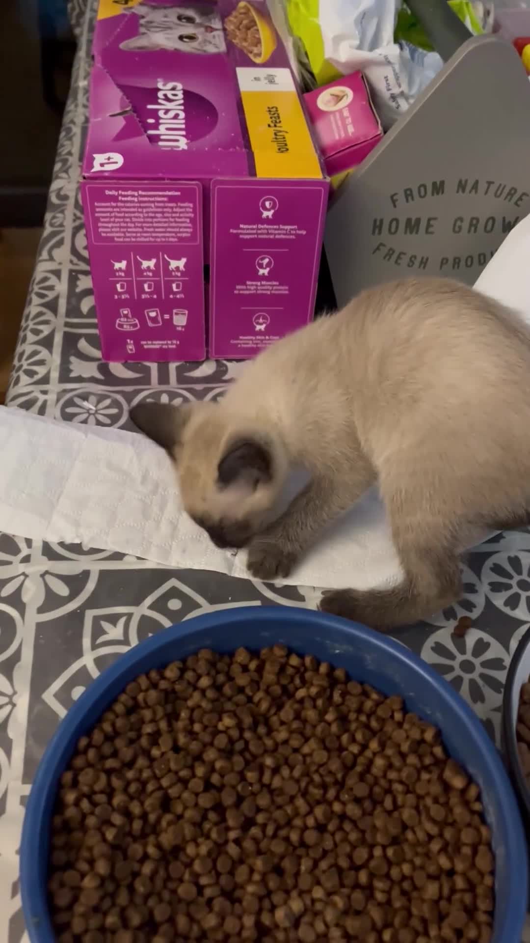 Siamese cats for sale: 2 seal point girls - Video 1