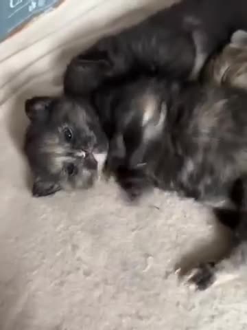 Mixed Breed cats for sale: adorable female kitten  - Video 1