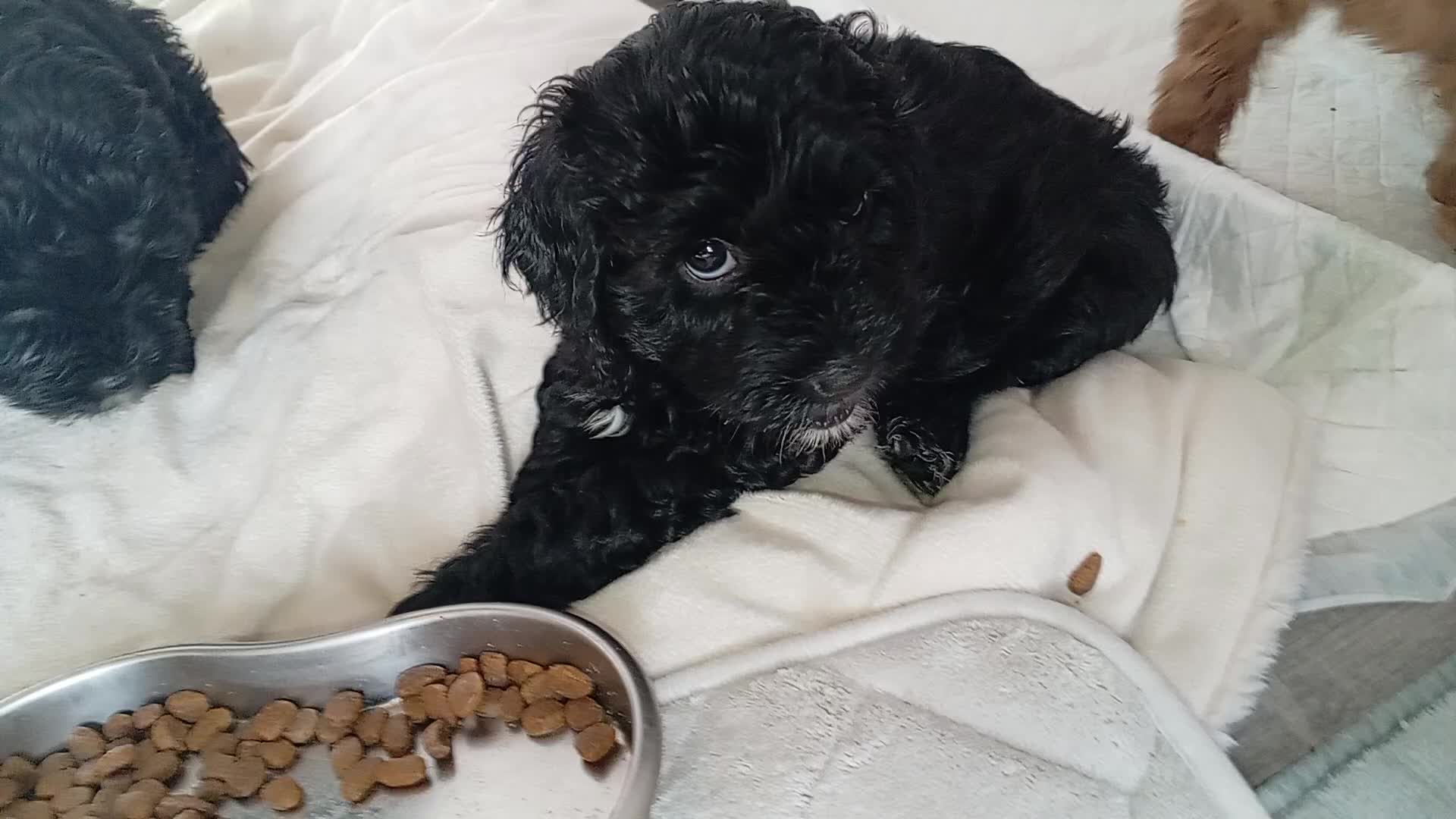 Cockapoo dogs for sale: Fb1 cockapoos puppies - Video 1