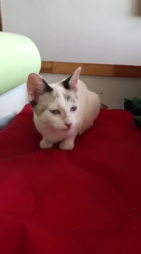 Siamese cats for adoption: Siamese cross and Tortoiseshell sister - Video 1