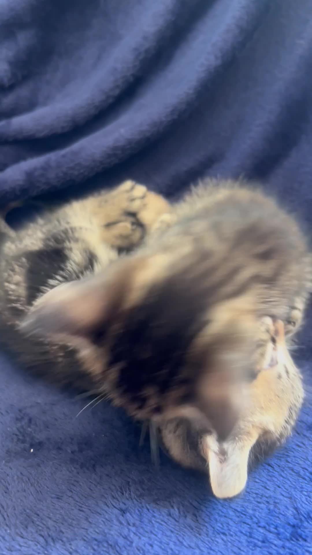 Bengal cats for sale: Belgian kittens  - Video 1