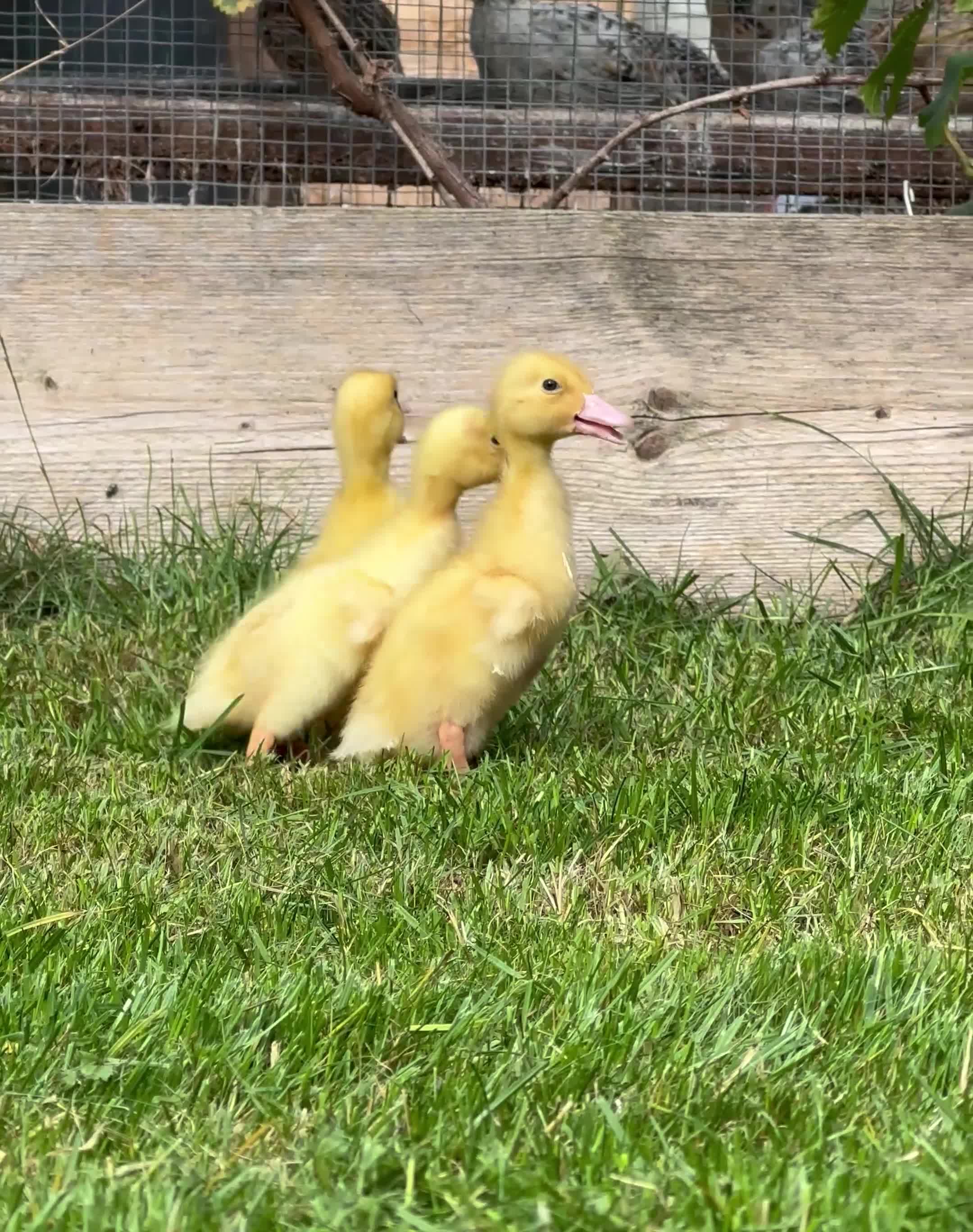 Ducks poultry for sale: Day old female Aylesbury ducklings  - Video 1
