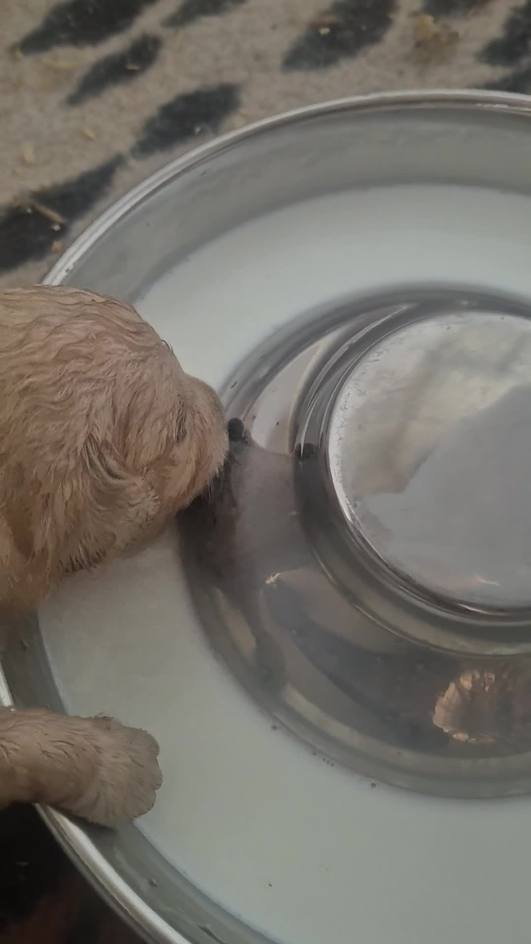 Golden Retriever dogs for sale: Outstanding Golden Retriever Puppies  - Video 1