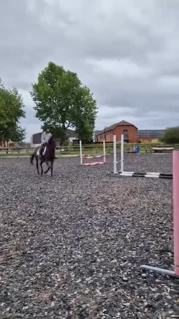 Irish Thoroughbred horses for sale: 15.1 9yo pretty bay mare  - Video 2
