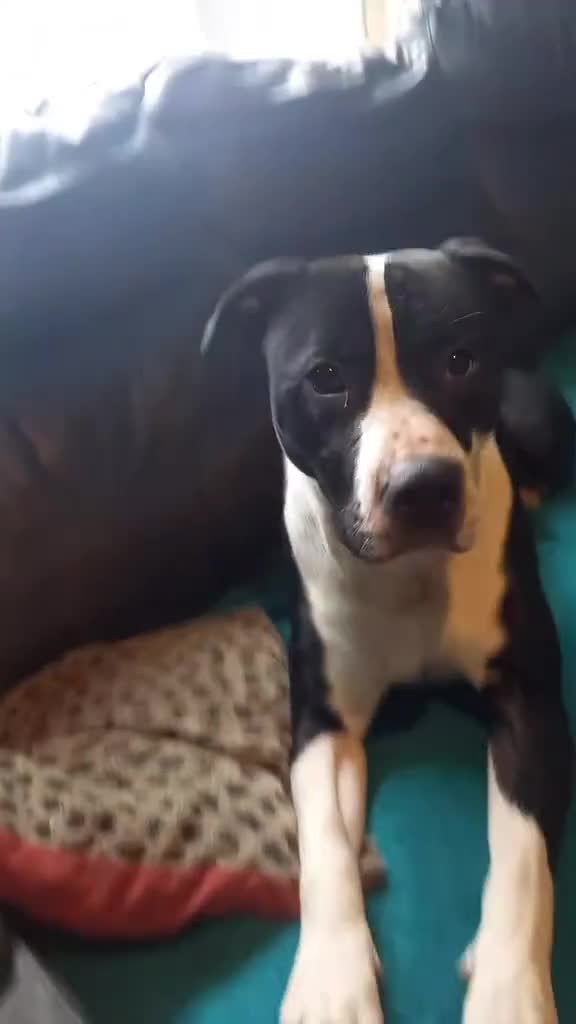 Staffordshire Bull Terrier dogs for sale: Male staffy in Wallsend - Video 1