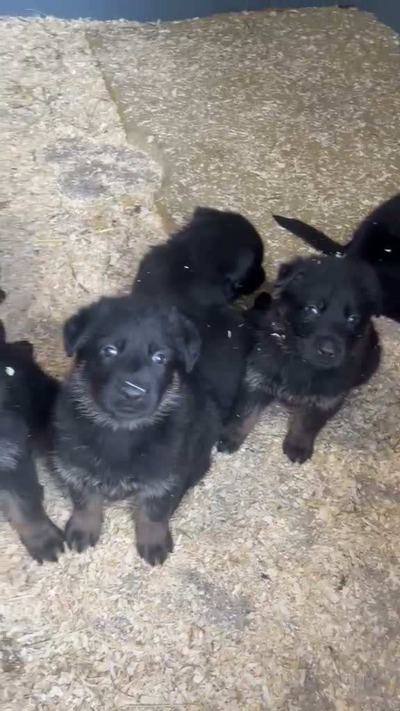 German Shepherd dogs for sale: 🐾 Czech Shepherd Puppies – Pure Pedigree 🐾 - Video 1