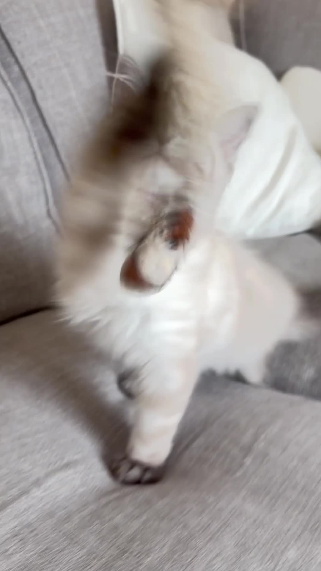 Ragdoll cats for sale: ✨ Ready now ✨ Ragdoll Siberian Kittens - Video 1