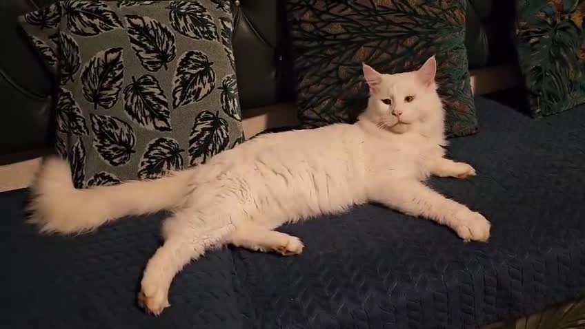 Maine Coon cats for sale: Stunning Maine Coon male - Video 2