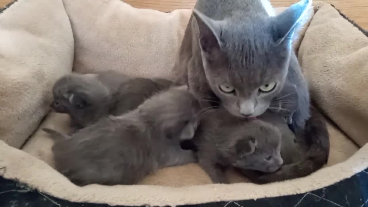 Russian Blue cats for sale: Pure Russian Blue Kittens for sale - 2 Boys 1 Girl - Video 1