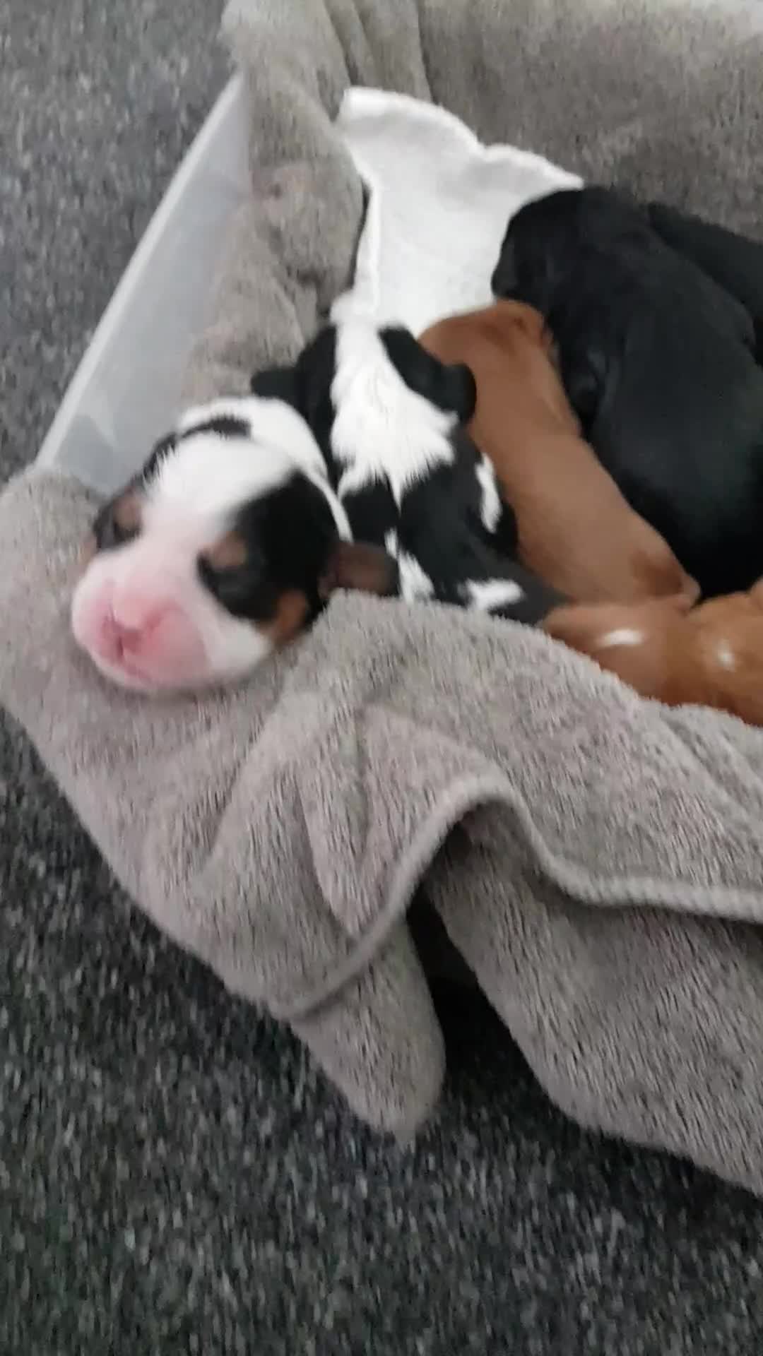 Cavalier King Charles Spaniel dogs for sale: 2 Cavalier king Charles puppies left - Video 1