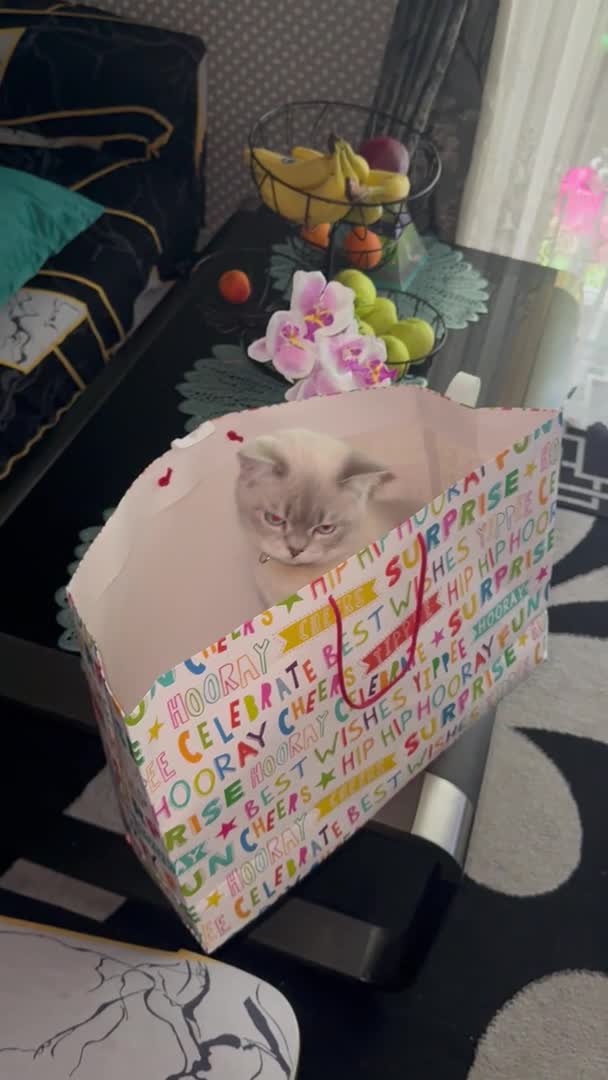 Scottish Fold cats for stud: Lovely Scottish Straight boy for stud in Milton Keynes - Video 2