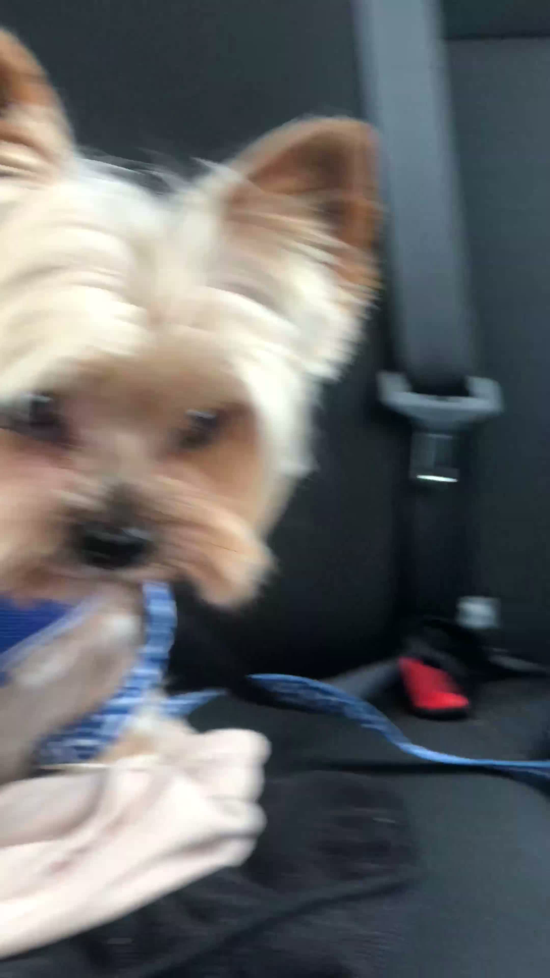 Yorkshire Terrier dogs for sale: KC REGISTERED YORKSHIRE TERRIER   - Video 1