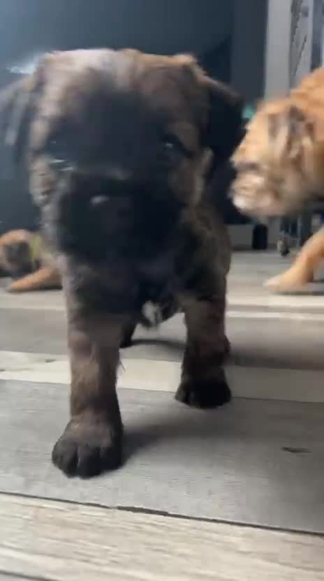 Border Terrier dogs for sale: Gorgeous Border Terrier puppies - Video 1