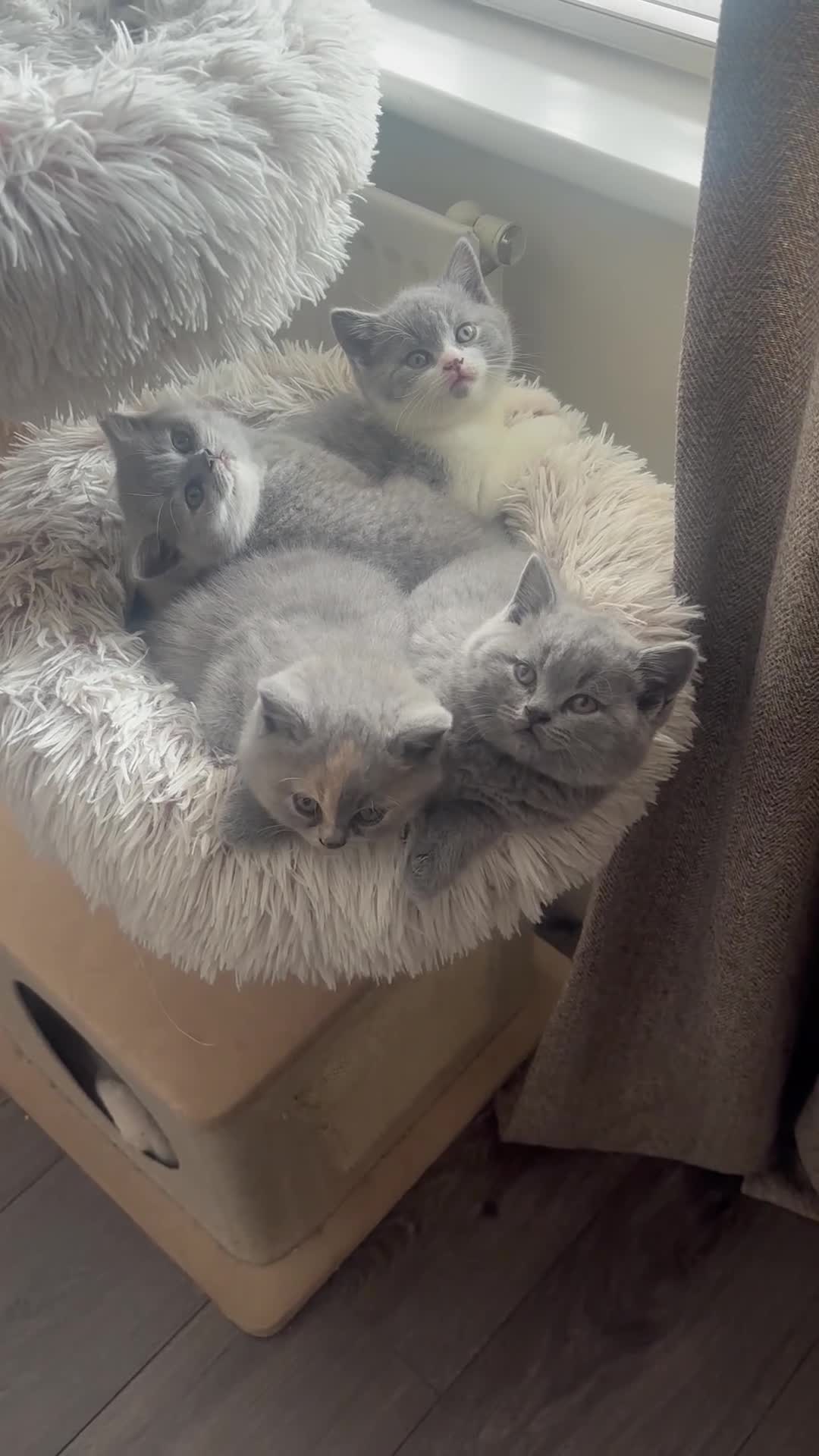 British Shorthair cats for sale: 🏆 Champion bloodlines, Beautiful BSh kittens   - Video 1
