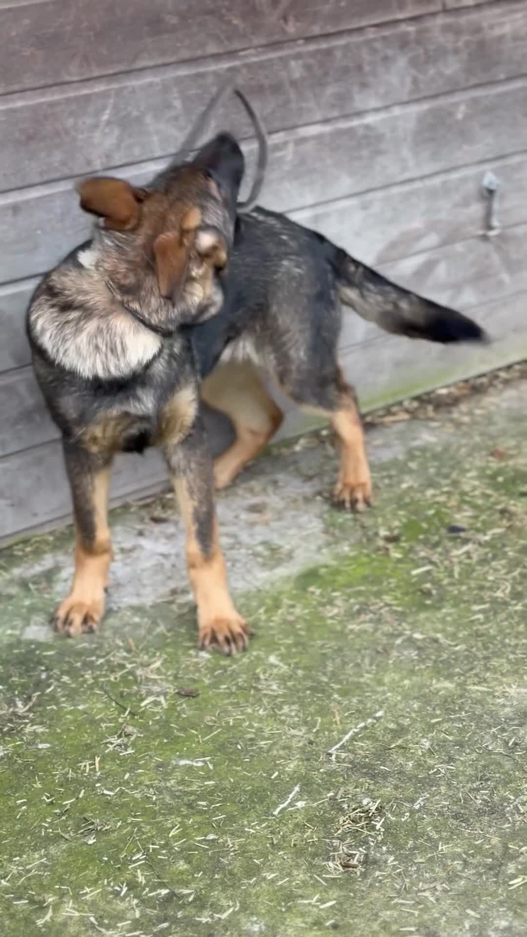 German Shepherd dogs for sale: Zeus: Stunning DDR KC Reg German Shepherd (Sable) in Ashton-under-Lyne - Video 4