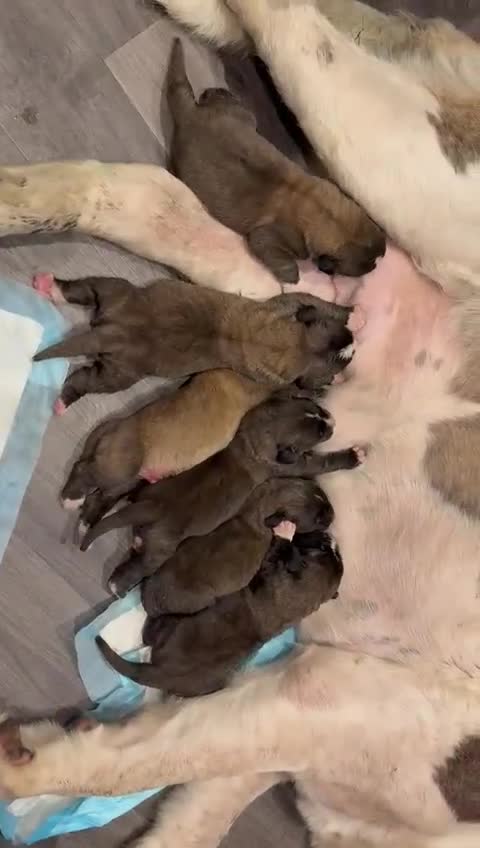 Mixed Breed dogs for sale: Saint Mastiffs for sale - Video 1
