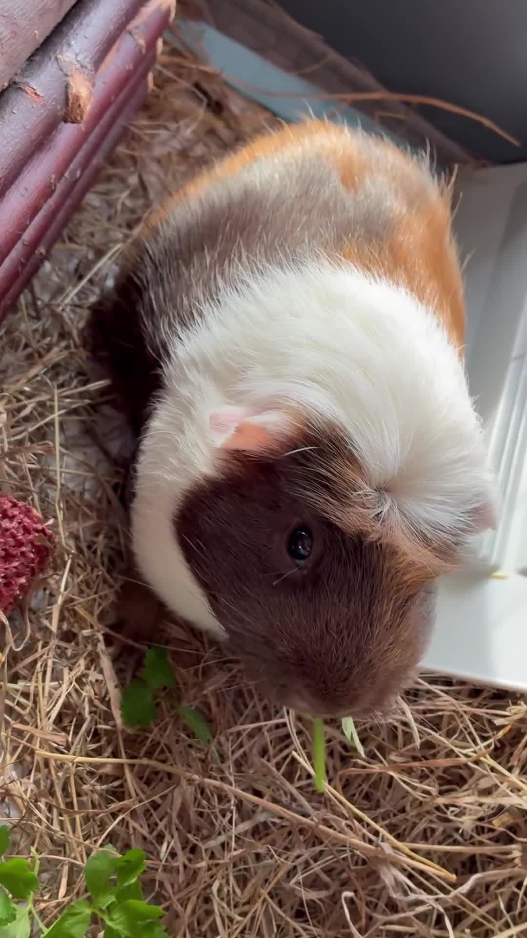 Guinea Pig rodents for sale: Male single Guinea Pig  - Video 1