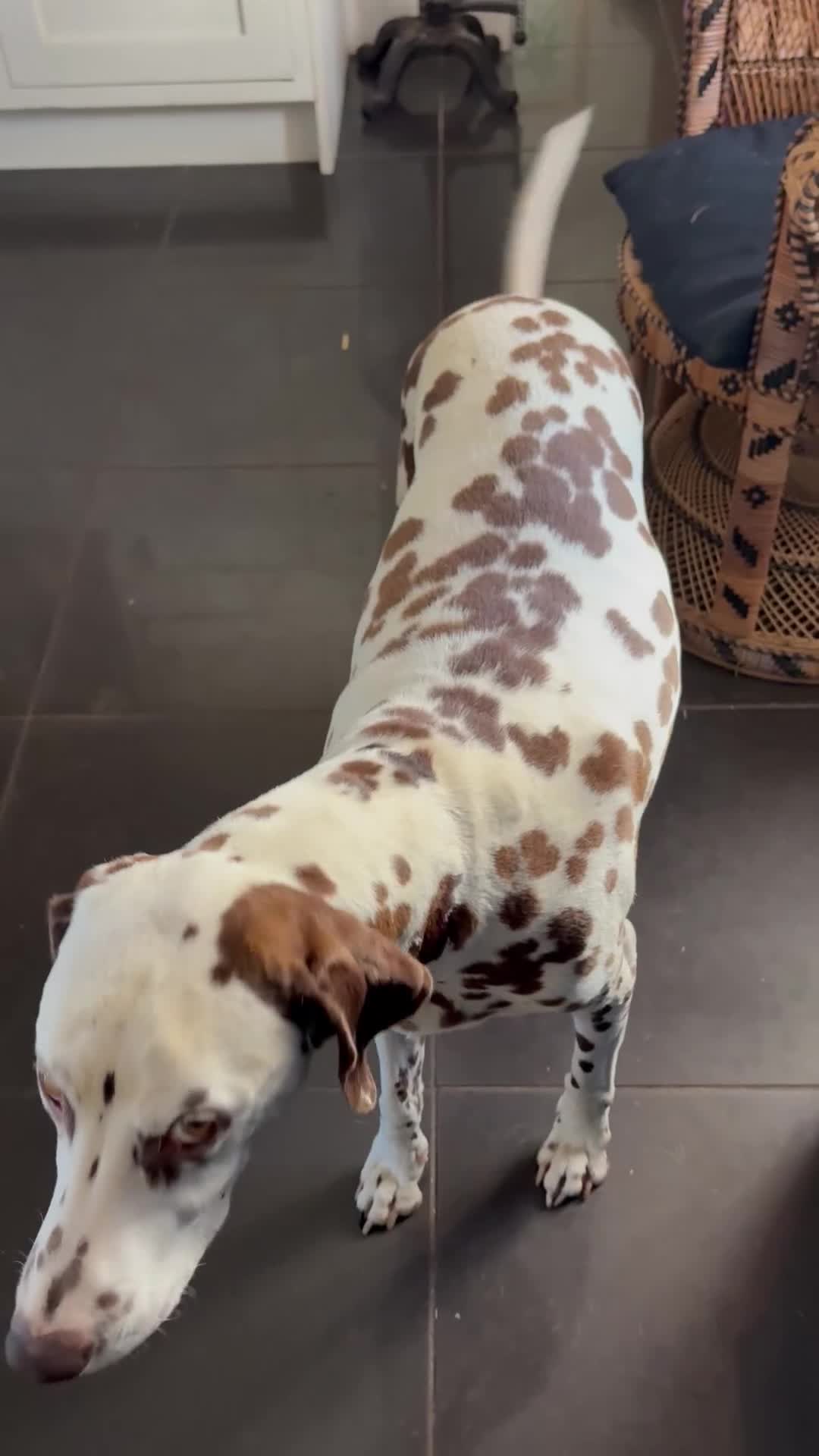 Dalmatian dogs for sale: Gorgeous chunky healthy Dalmatian puppies  - Video 1