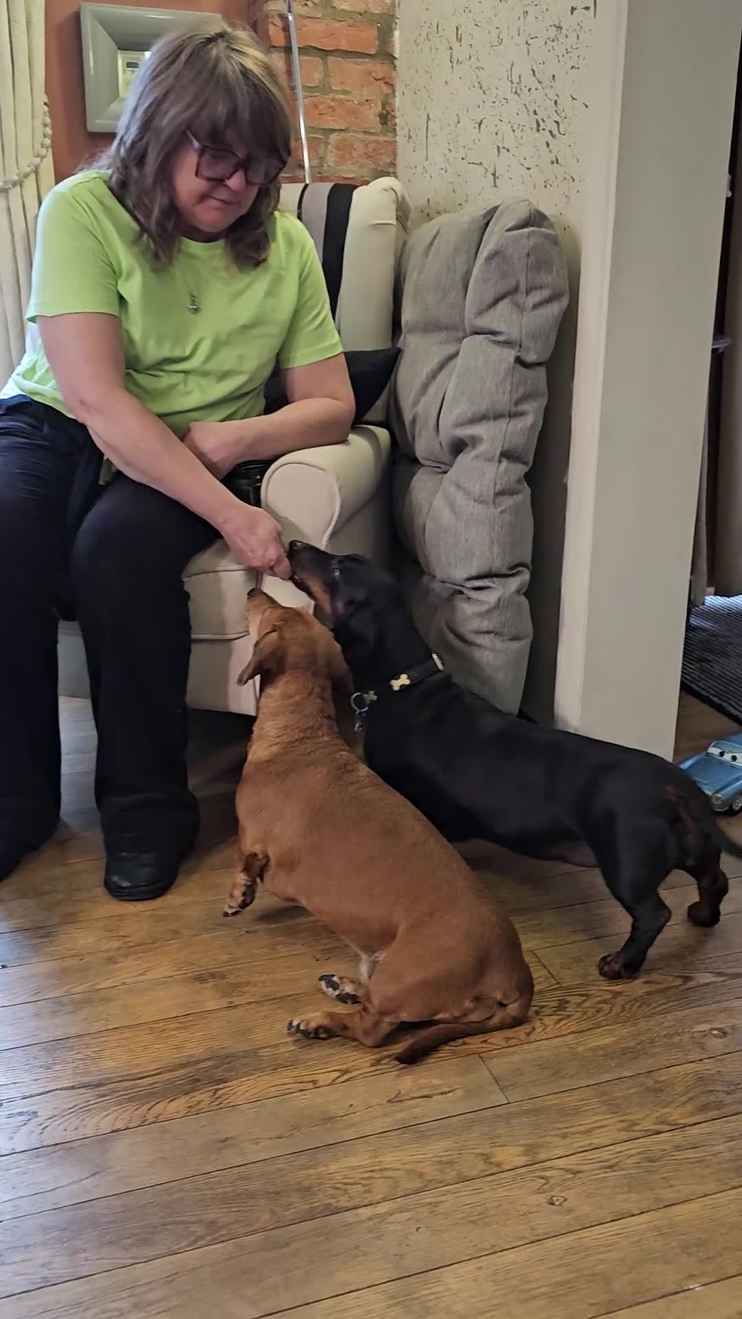 Dachshund dogs for sale: 4 year old spayed standard dachshund  - Video 1