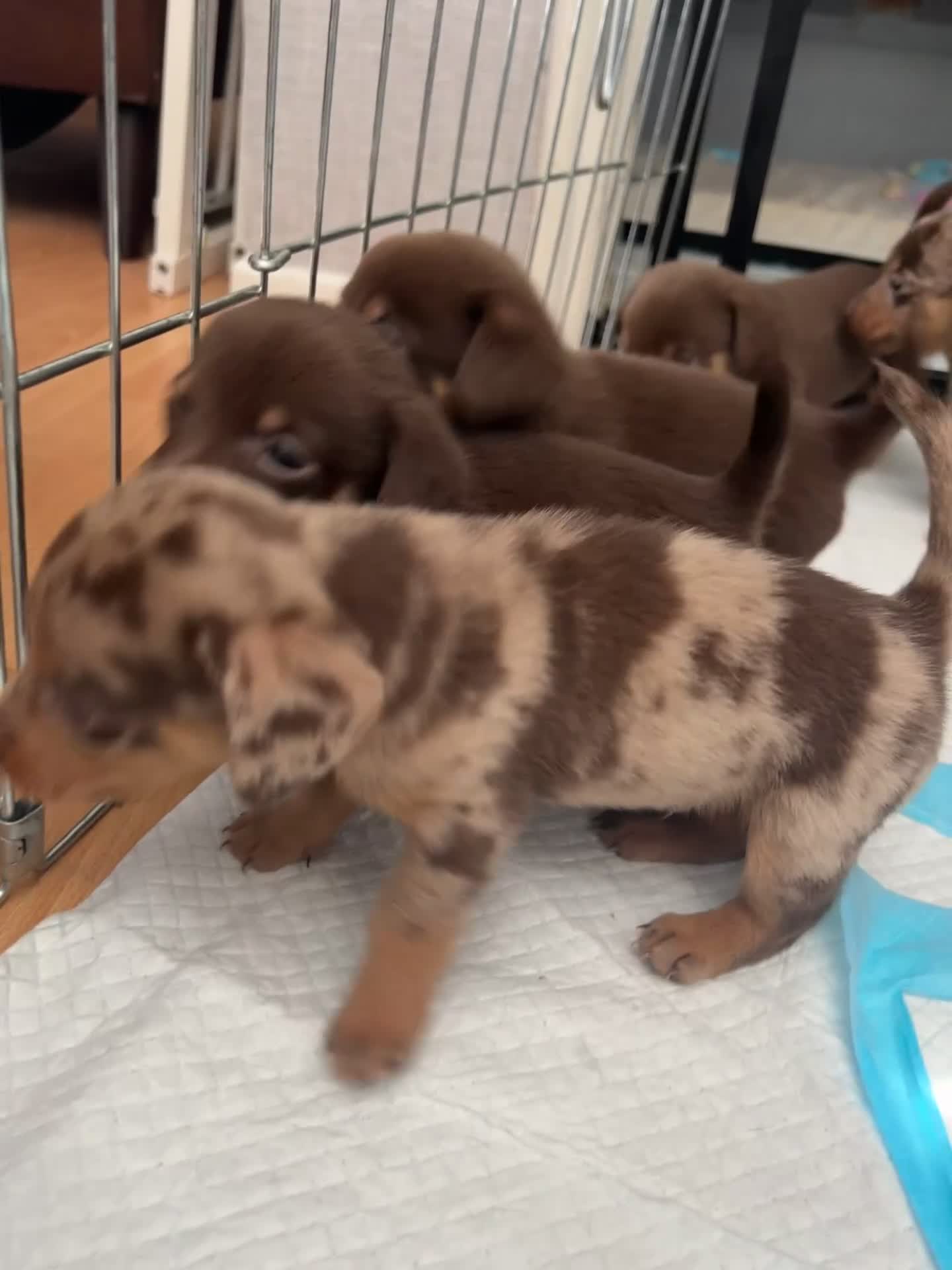 Mixed Breed dogs for sale: Dachshund x puppies  - Video 1