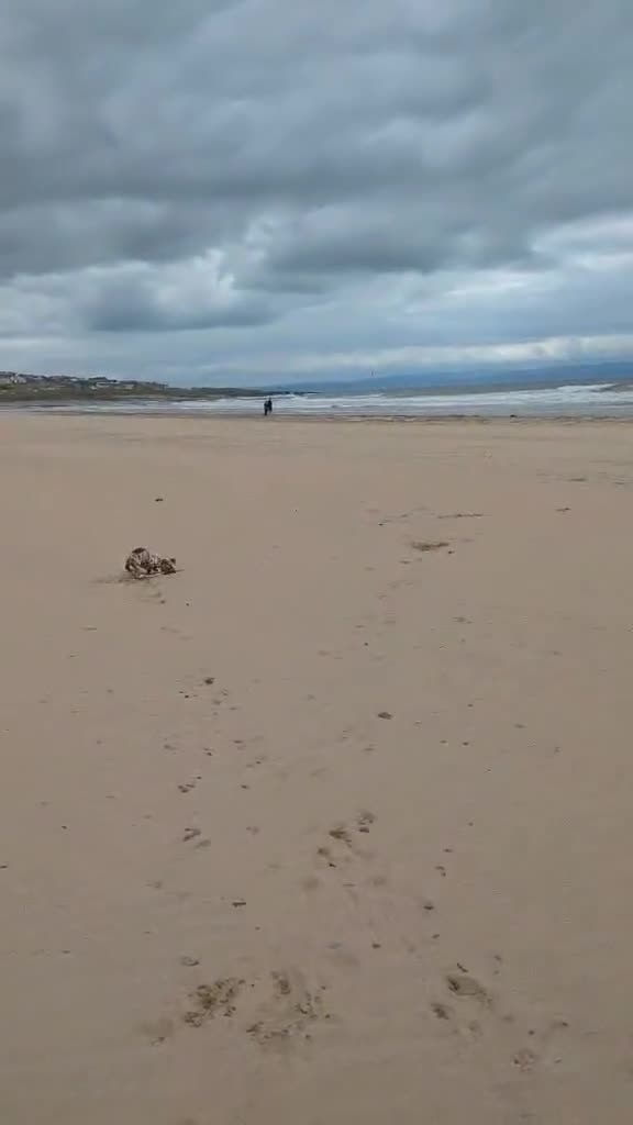 Miniature Dachshund dogs for sale: Daisy  - Video 1
