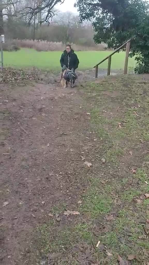 French Bulldog dogs for adoption: Super friendly Lola for adoption  - Video 4