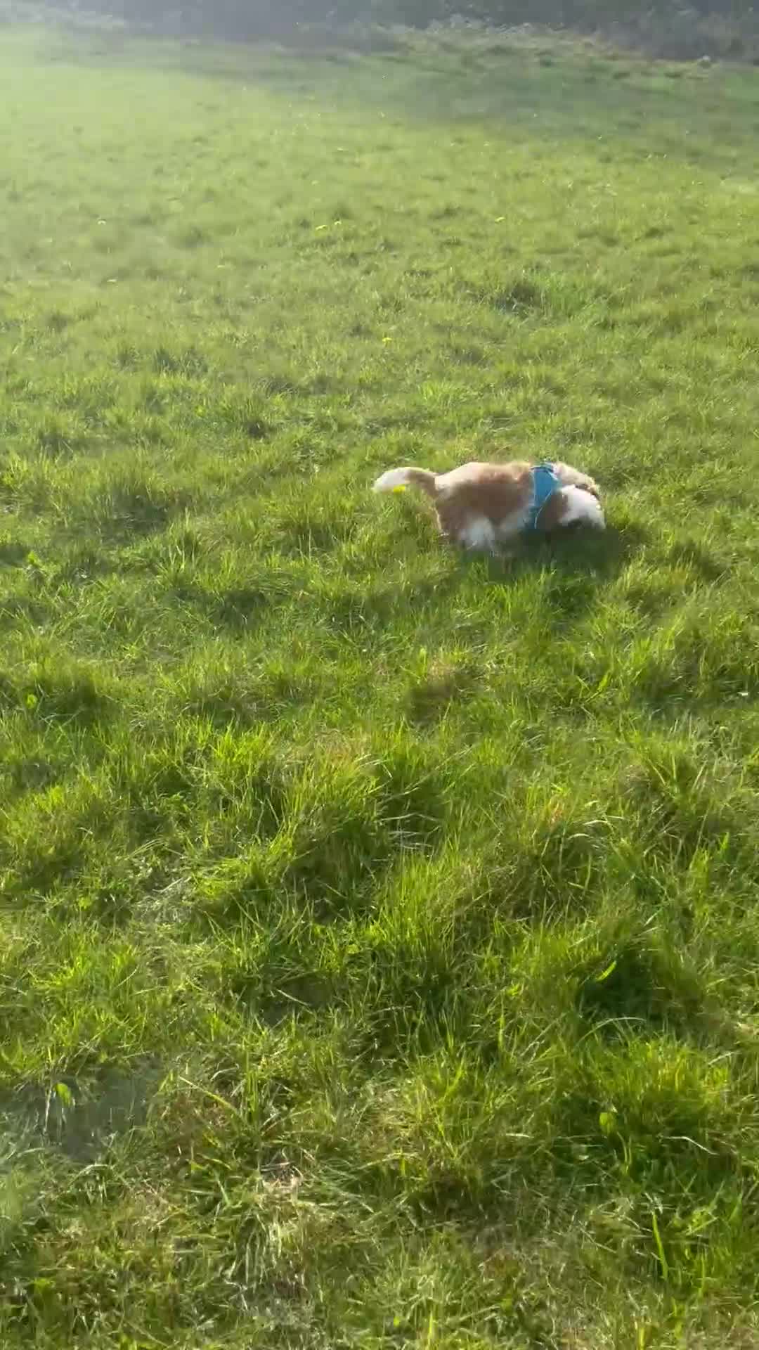 Cavapoo dogs for sale: Merlesque fully trained older puppies  - Video 3