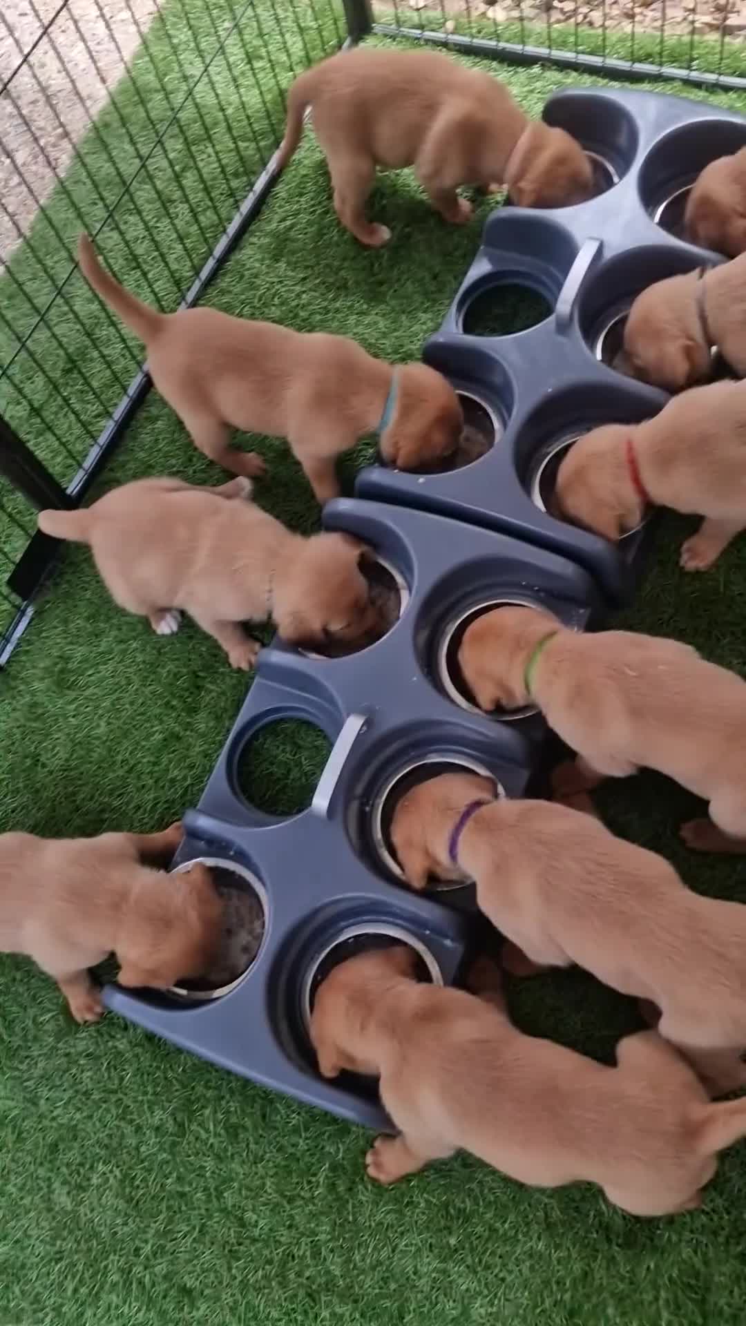 Labrador Retriever dogs for sale: Foxred labradors  in Royston - Video 2