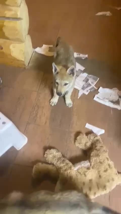 Saarloos Wolfdog dogs for sale: Czechoslovakian Wolfdog Puppies  - Video 1