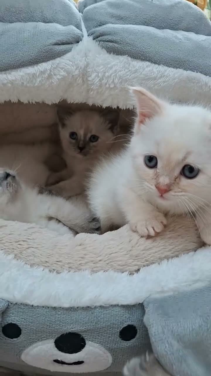 Siberian cats for sale: Beautiful  boy with blue eyes - Video 1