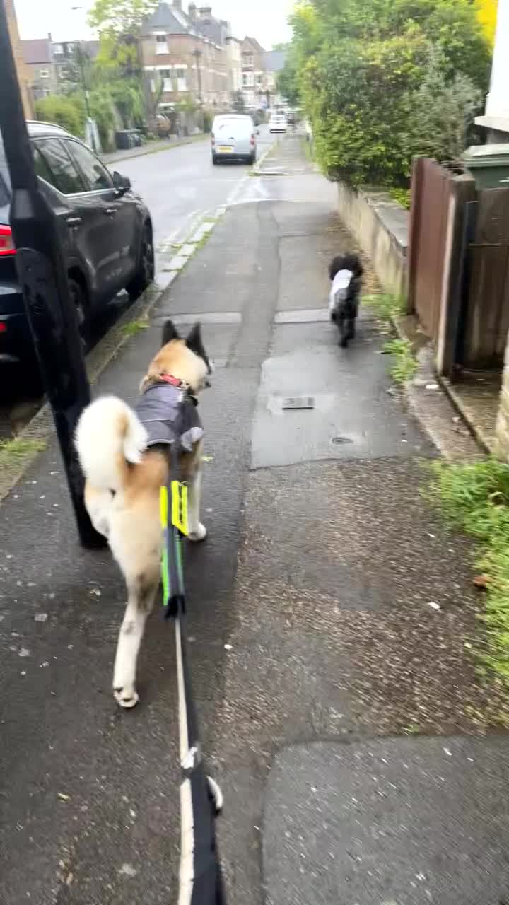 Akita dogs for sale: American Akita for adoption - Video 1
