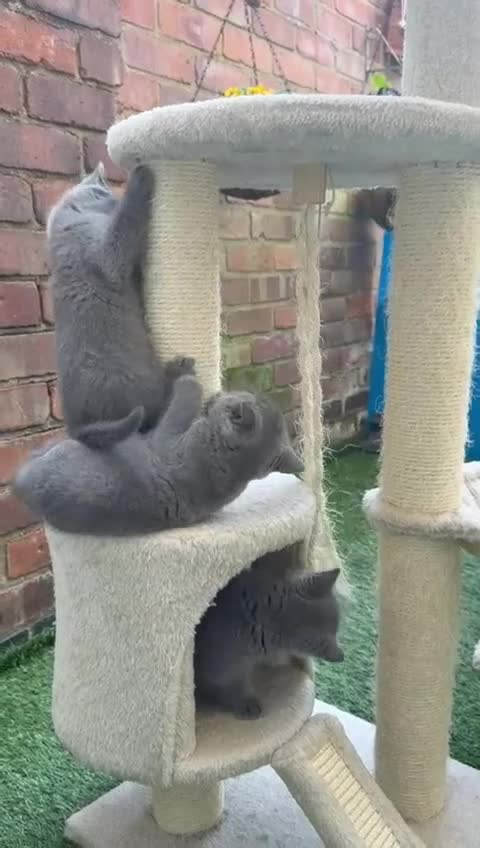 British Shorthair cats for sale: SOLD Only one Purebred Britishshorthair girls  - Video 1