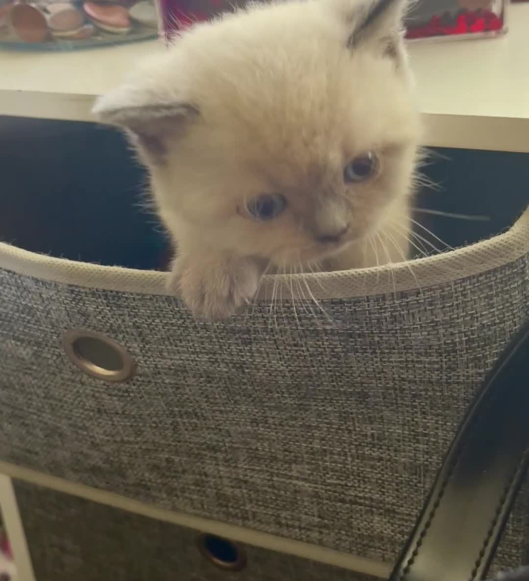 British Shorthair cats for sale: GCCF BSH Blue Colourpoint Kittens Rare - Video 4