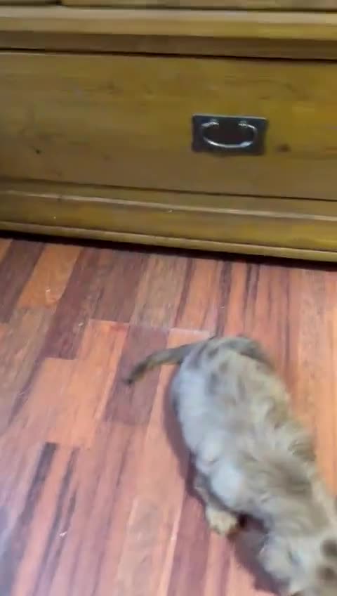 Miniature Dachshund dogs for sale: PRA 🏆Clear Champion 🏆Long Haired Puppies - Video 2