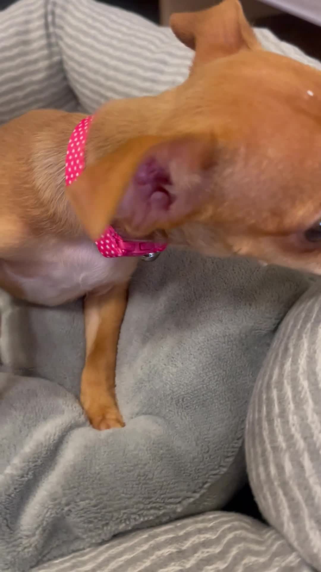Chihuahua dogs for sale: Are beautiful 12 week old Chihuahua girl - Video 1